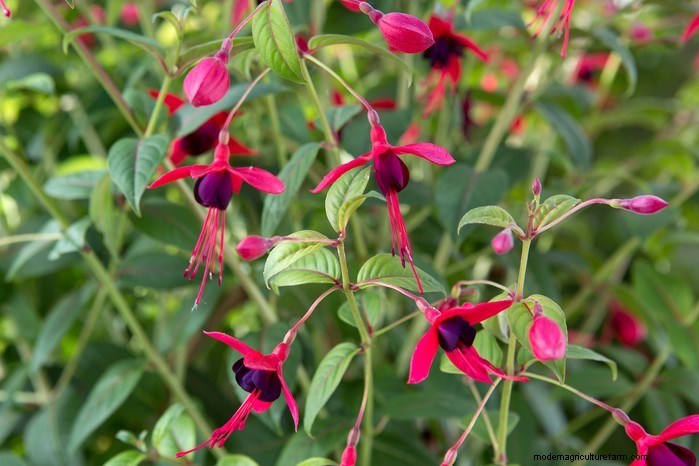 June Planting Guide: What to Sow & Grow Now