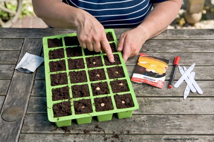 May Planting Guide: Vegetables, Herbs & Flowers - UK
