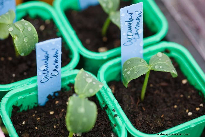 May Planting Guide: Vegetables, Herbs & Flowers - UK