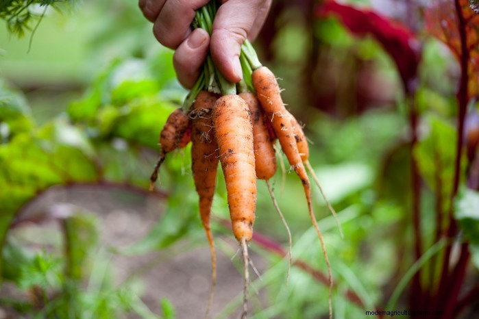 May Planting Guide: Vegetables, Herbs & Flowers - UK