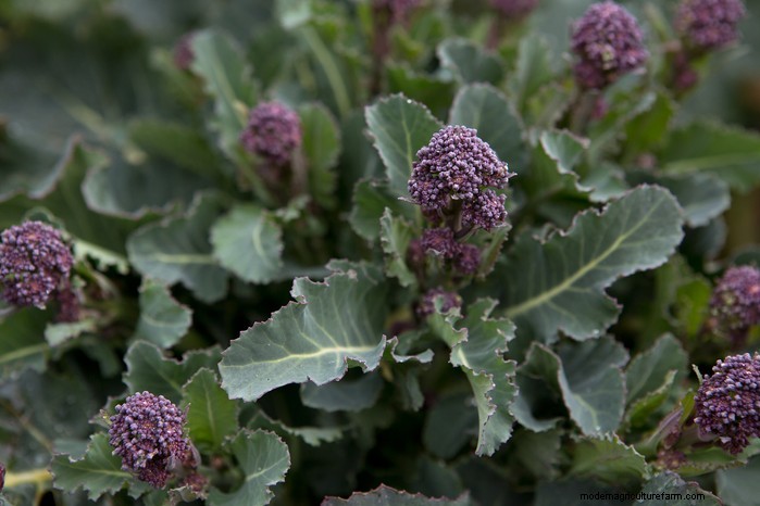 May Planting Guide: Vegetables, Herbs & Flowers - UK