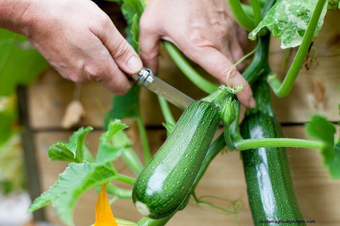 May Planting Guide: Vegetables, Herbs & Flowers - UK