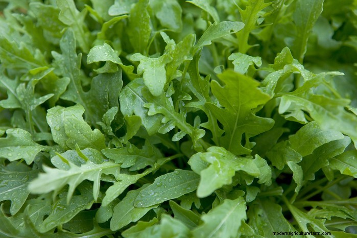 May Planting Guide: Vegetables, Herbs & Flowers - UK