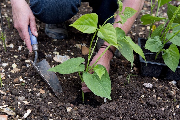 May Planting Guide: Vegetables, Herbs & Flowers - UK