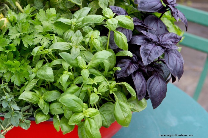 May Planting Guide: Vegetables, Herbs & Flowers - UK