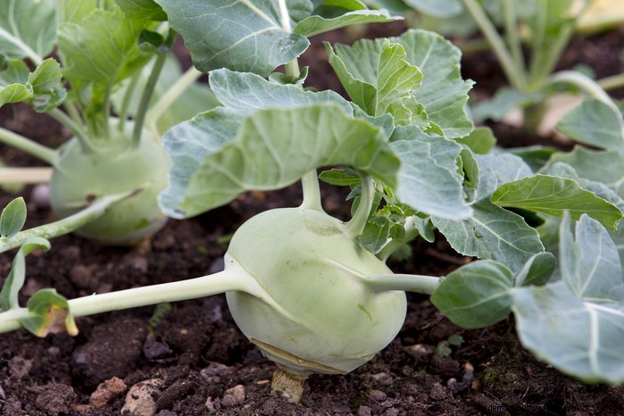 May Planting Guide: Vegetables, Herbs & Flowers - UK