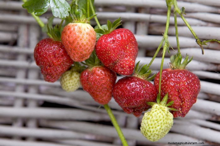 May Planting Guide: Vegetables, Herbs & Flowers - UK