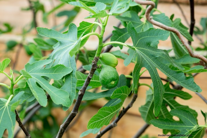 May Planting Guide: Vegetables, Herbs & Flowers - UK