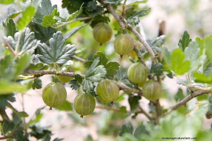 May Planting Guide: Vegetables, Herbs & Flowers - UK