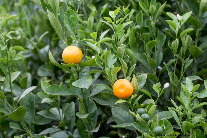 May Planting Guide: Vegetables, Herbs & Flowers - UK