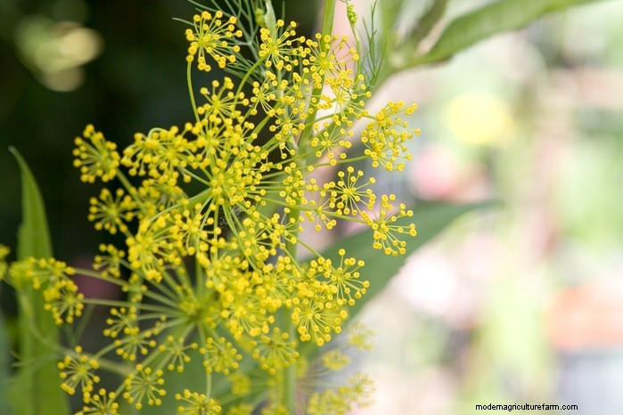 May Planting Guide: Vegetables, Herbs & Flowers - UK