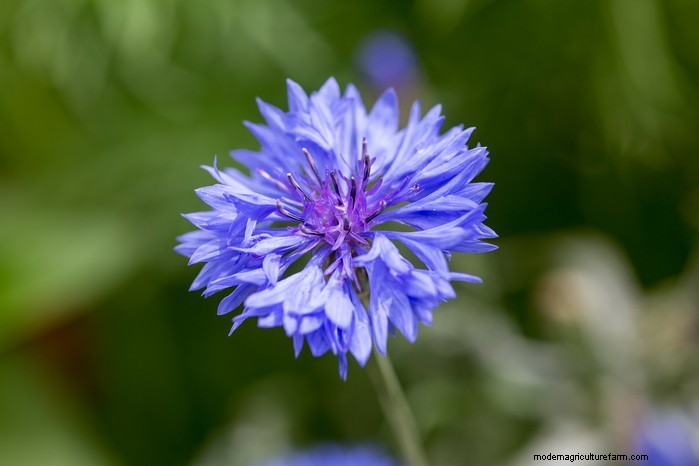 May Planting Guide: Vegetables, Herbs & Flowers - UK