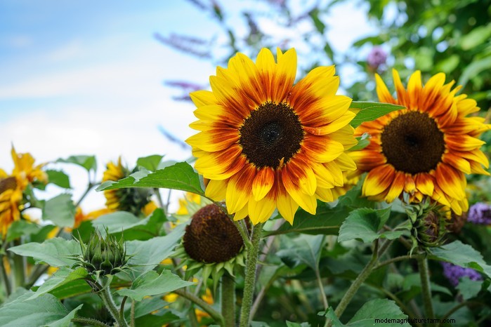 May Planting Guide: Vegetables, Herbs & Flowers - UK