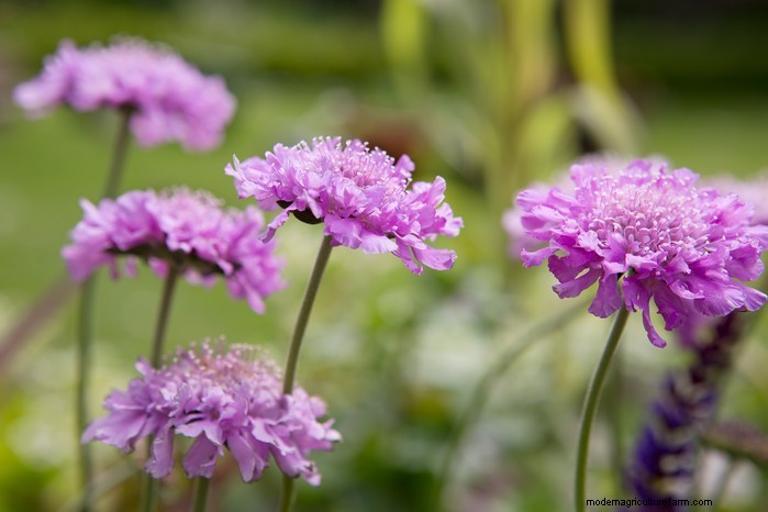 May Planting Guide: Vegetables, Herbs & Flowers - UK