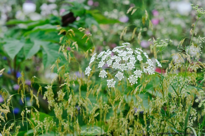 May Planting Guide: Vegetables, Herbs & Flowers - UK