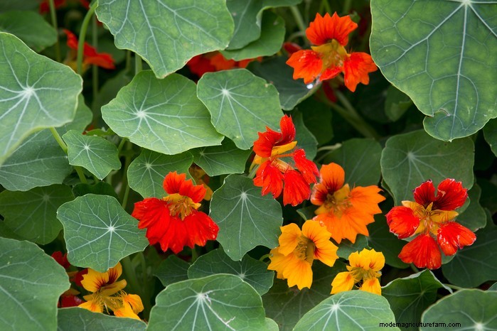 May Planting Guide: Vegetables, Herbs & Flowers - UK