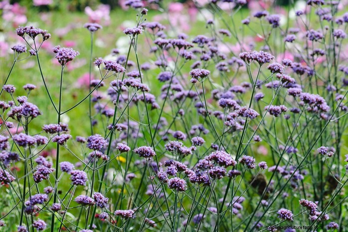 May Planting Guide: Vegetables, Herbs & Flowers - UK