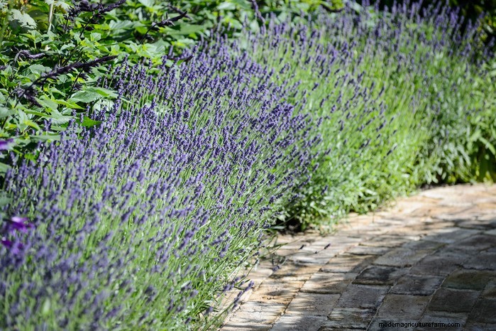 May Planting Guide: Vegetables, Herbs & Flowers - UK