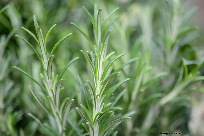 May Planting Guide: Vegetables, Herbs & Flowers - UK