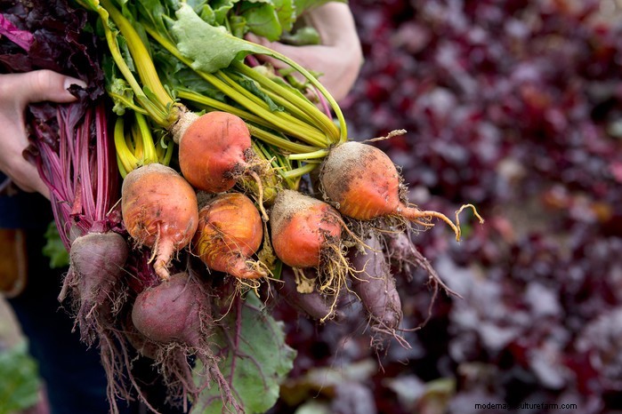 April Planting Guide: What to Sow & Grow in Your UK Garden