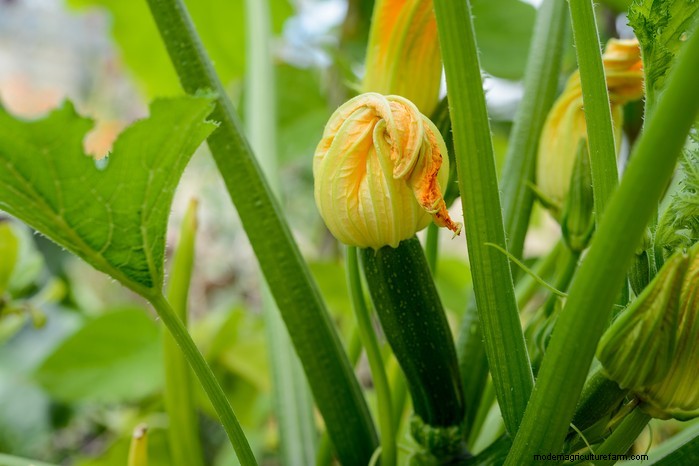 April Planting Guide: What to Sow & Grow in Your UK Garden