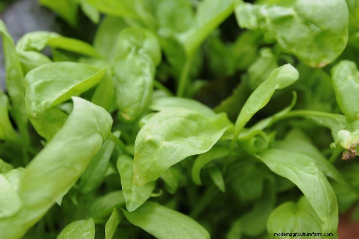 April Planting Guide: What to Sow & Grow in Your UK Garden