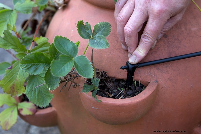 April Planting Guide: What to Sow & Grow in Your UK Garden