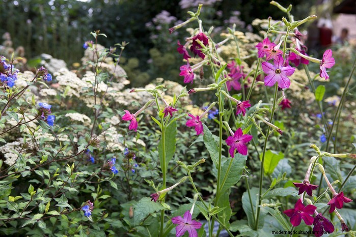 April Planting Guide: What to Sow & Grow in Your UK Garden