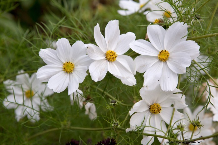 April Planting Guide: What to Sow & Grow in Your UK Garden