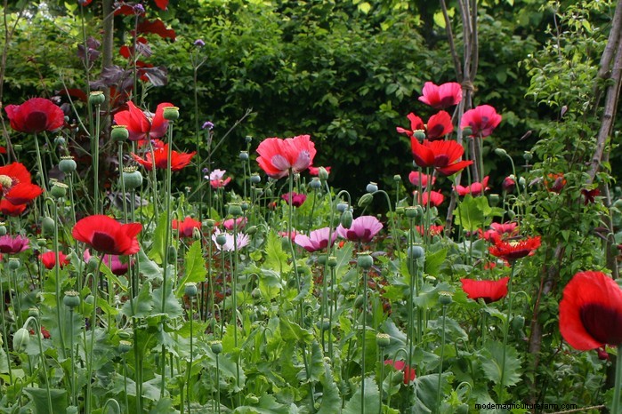 April Planting Guide: What to Sow & Grow in Your UK Garden
