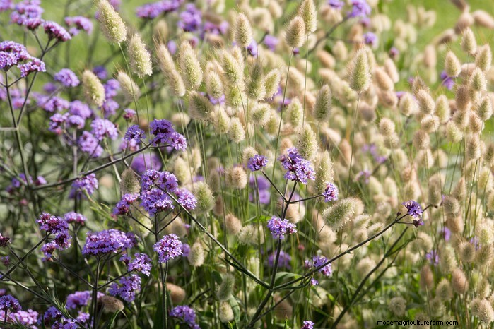 April Planting Guide: What to Sow & Grow in Your UK Garden