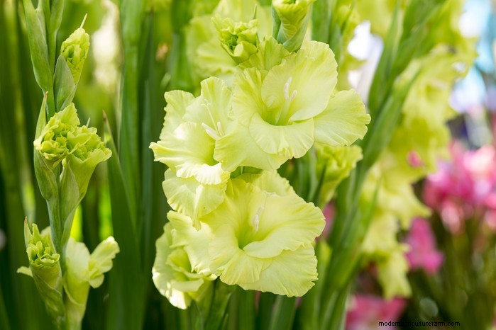 April Planting Guide: What to Sow & Grow in Your UK Garden
