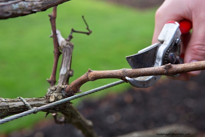 Winter Pruning Guide: Tips for Healthy Plants & Fruit Production