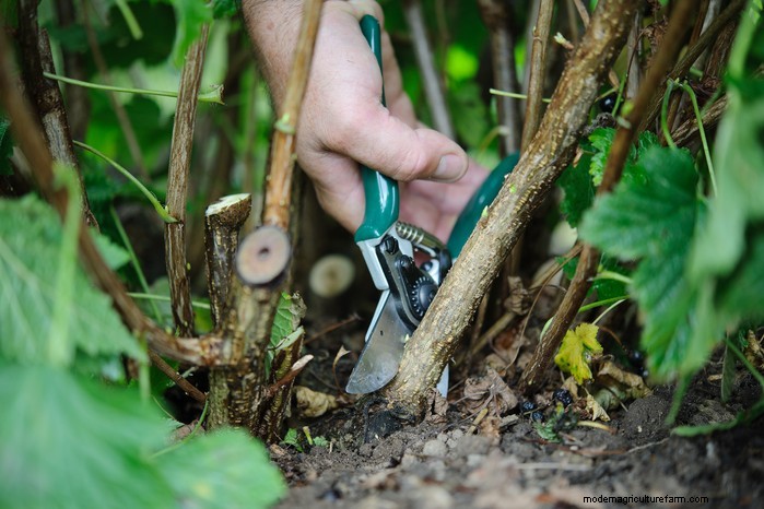 Winter Pruning Guide: Tips for Healthy Plants & Fruit Production