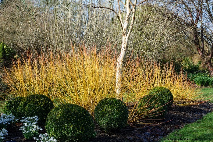 Winter Pruning Guide: Tips for Healthy Plants & Fruit Production