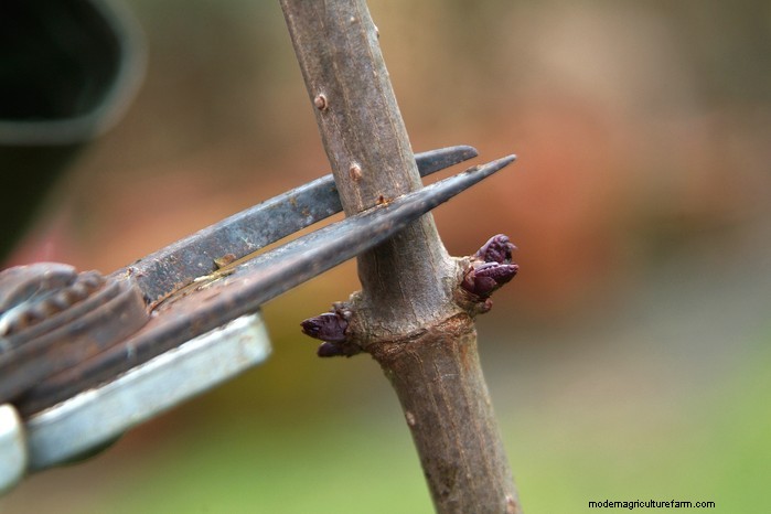 Winter Pruning Guide: Tips for Healthy Plants & Fruit Production