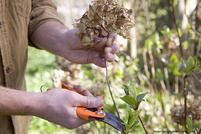 Hydrangea Pruning: Expert Tips for Larger Blooms & Plant Health