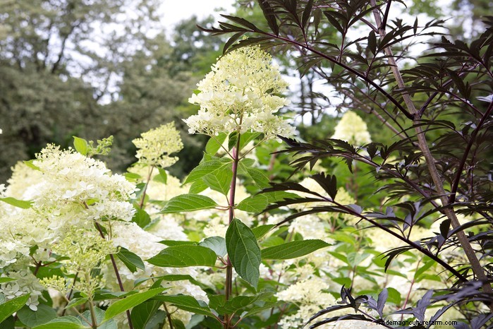 Hydrangea Pruning: Expert Tips for Larger Blooms & Plant Health