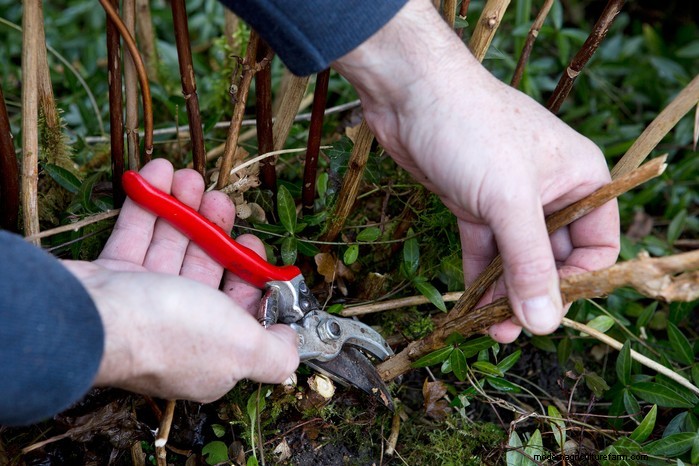 Hydrangea Pruning: Expert Tips for Larger Blooms & Plant Health