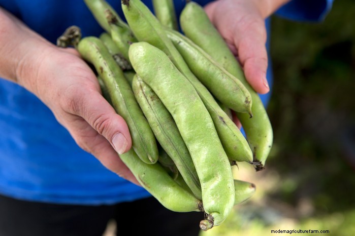 March Planting Guide: UK Vegetable & Flower Seeds