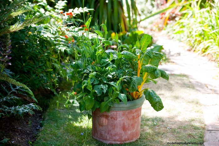 March Planting Guide: UK Vegetable & Flower Seeds