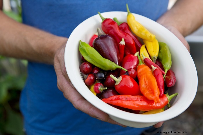 March Planting Guide: UK Vegetable & Flower Seeds