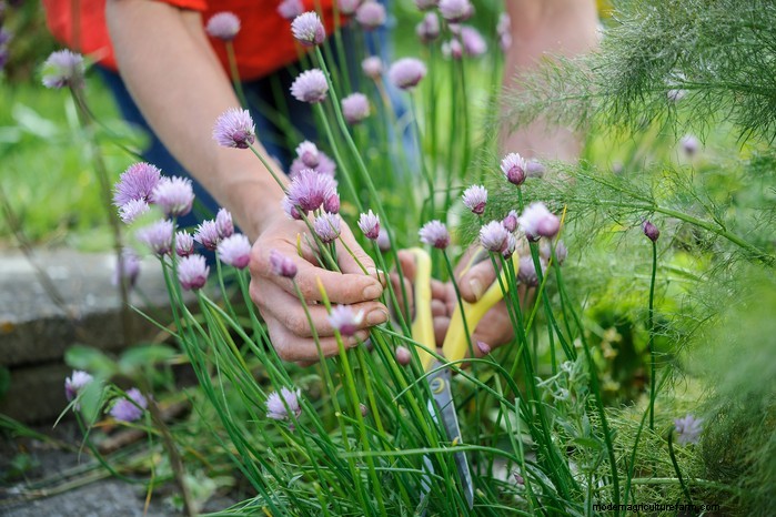 March Planting Guide: UK Vegetable & Flower Seeds
