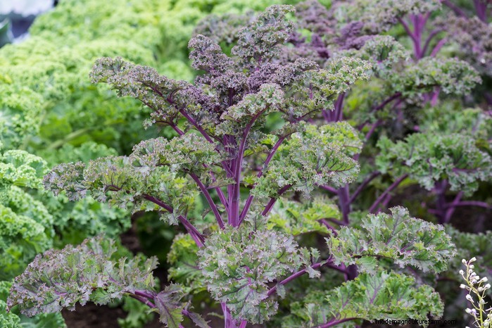 March Planting Guide: UK Vegetable & Flower Seeds