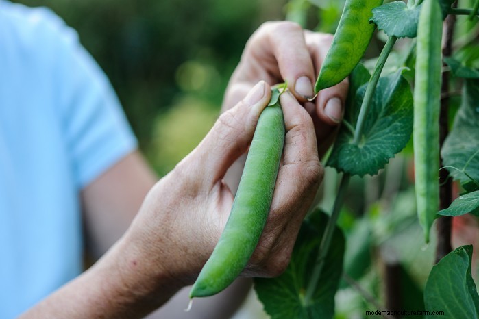 March Planting Guide: UK Vegetable & Flower Seeds