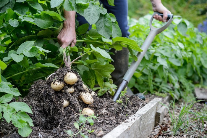 March Planting Guide: UK Vegetable & Flower Seeds