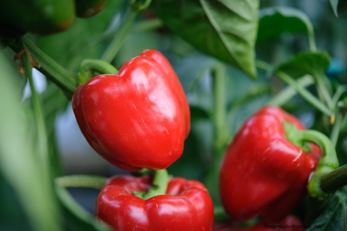March Planting Guide: UK Vegetable & Flower Seeds