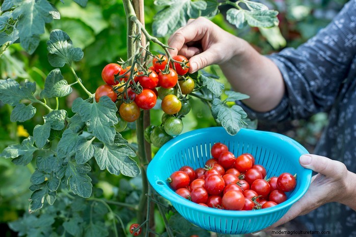 March Planting Guide: UK Vegetable & Flower Seeds