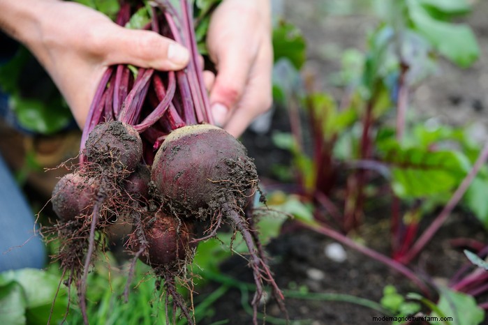 March Planting Guide: UK Vegetable & Flower Seeds