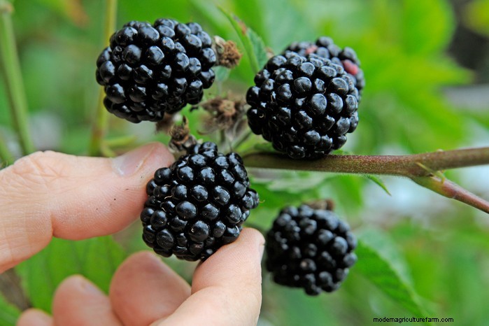 March Planting Guide: UK Vegetable & Flower Seeds